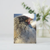 Chick in Winter Briefkaart (Staand voorkant)