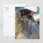 Chick in Winter Briefkaart (Voorkant / Achterkant)