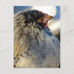 Chick in Winter Briefkaart