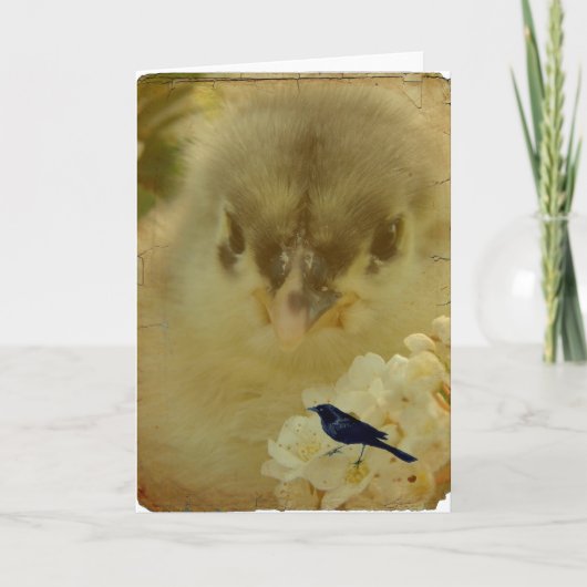 Chick Kaart (Voorkant)