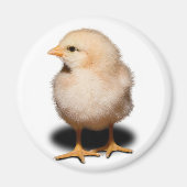 Chick Magnet (Voorkant)
