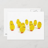 Chick magnet chillin met mijn peeps grappige foto briefkaart (Voorkant / Achterkant)