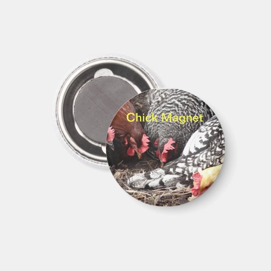 Chick Magnet - een groep kleurrijke kippen (Voorkant / Achterkant)