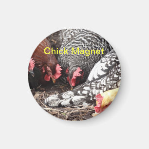 Chick Magnet - een groep kleurrijke kippen