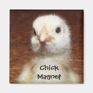 Chick Magnet - Leuke Chick Foto