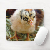 Chick Muismat (Met muis)