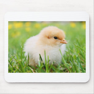 Chick Muismat