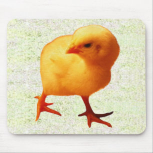 Chick on the Move Muismat