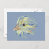 Chick Plymouth Barred Rock Briefkaart (Voorkant / Achterkant)