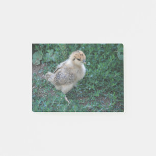 Chick Post-it® Notes