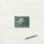 Chick Post-it® Notes (Op bureau)