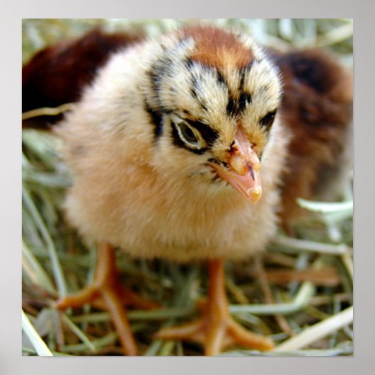 Chick Poster (Voorkant)