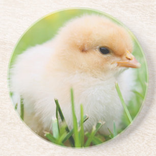 Chick Zandsteen Onderzetter