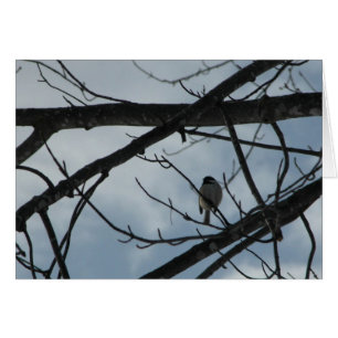 Chickadee