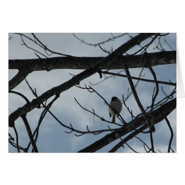 Chickadee (Voorkant Horizontaal)