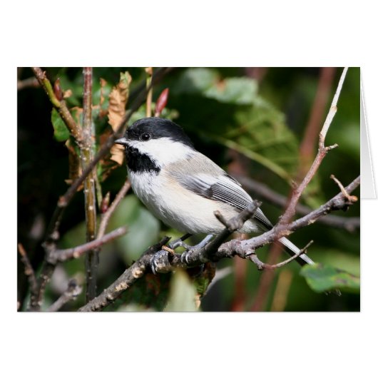 Chickadee (Voorkant Horizontaal)