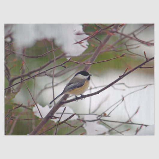Chickadee 6259 Weefselpapier Tissuepapier (Voorkant)