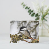 Chickadee_9505 Briefkaart (Staand voorkant)