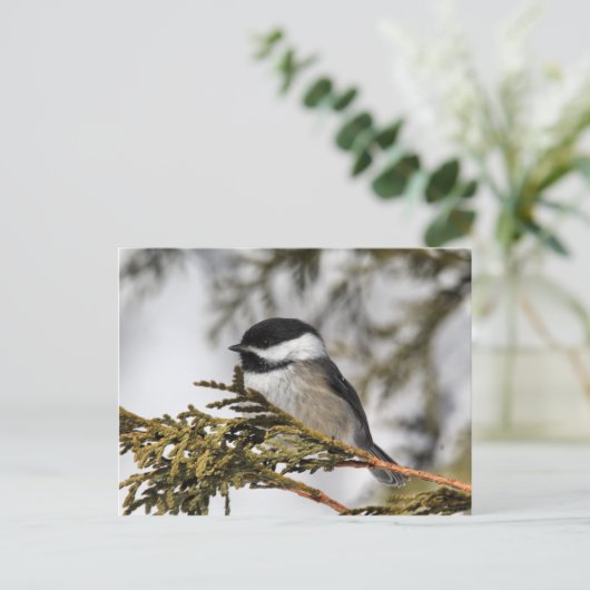 Chickadee_9505 Briefkaart (Staand voorkant)