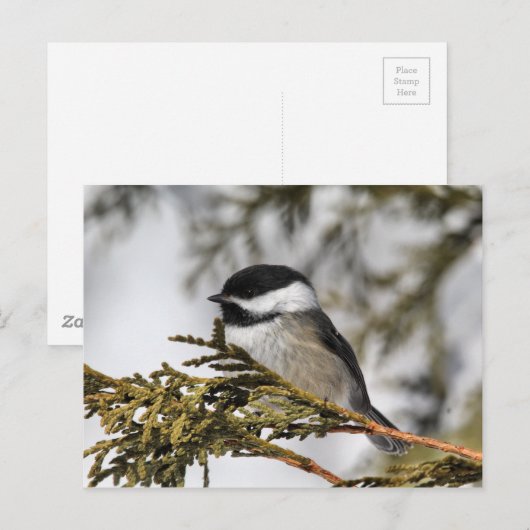 Chickadee_9505 Briefkaart (Voorkant / Achterkant)
