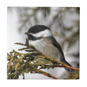 Chickadee_9505 Tegeltje