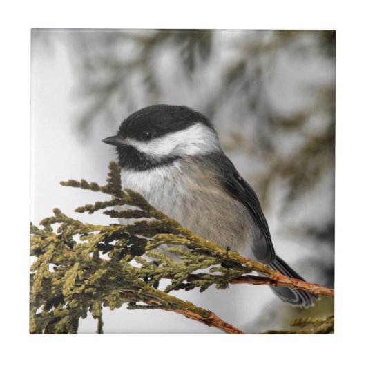 Chickadee_9505 Tegeltje (Voorkant)