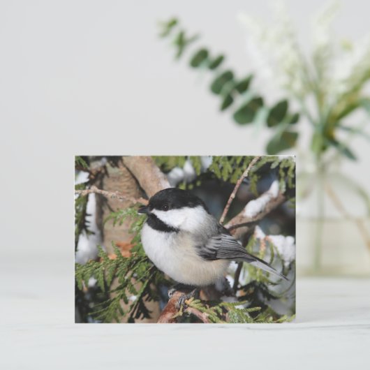 Chickadee_9530 Briefkaart (Staand voorkant)
