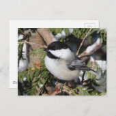Chickadee_9530 Briefkaart (Voorkant / Achterkant)