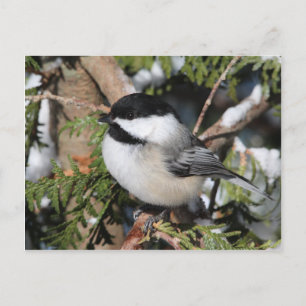 Chickadee_9530 Briefkaart