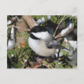 Chickadee_9530 Briefkaart (Voorkant)