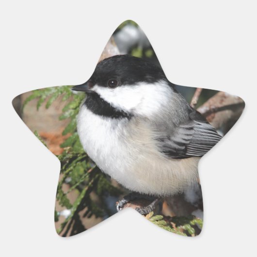 Chickadee_9530 Ster Sticker (Voorkant)