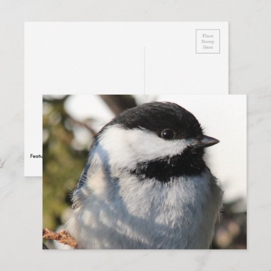 Chickadee 9693 briefkaart (Voorkant / Achterkant)