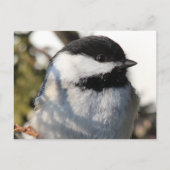 Chickadee 9693 briefkaart (Voorkant)
