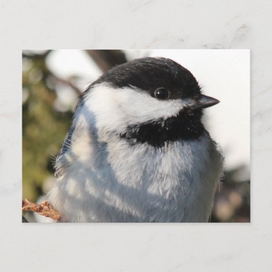 Chickadee 9693 briefkaart (Voorkant)