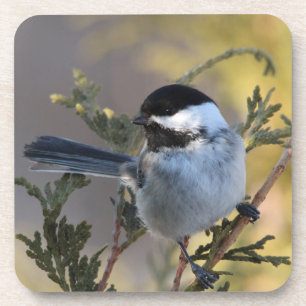 Chickadee_9695 Bier Onderzetter
