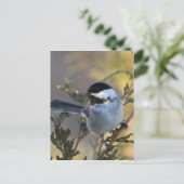 Chickadee_9695 Briefkaart (Staand voorkant)