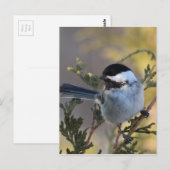 Chickadee_9695 Briefkaart (Voorkant / Achterkant)