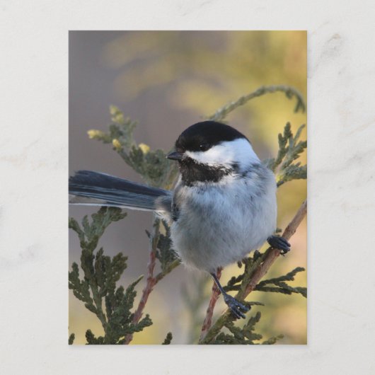 Chickadee_9695 Briefkaart (Voorkant)