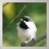 Chickadee bij Rest Digital Painting Poster (Voorkant)