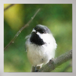 Chickadee bij Rest Digital Painting Poster