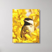 Chickadee Bird in Forsythia Flowers Canvas Print (Voorkant)