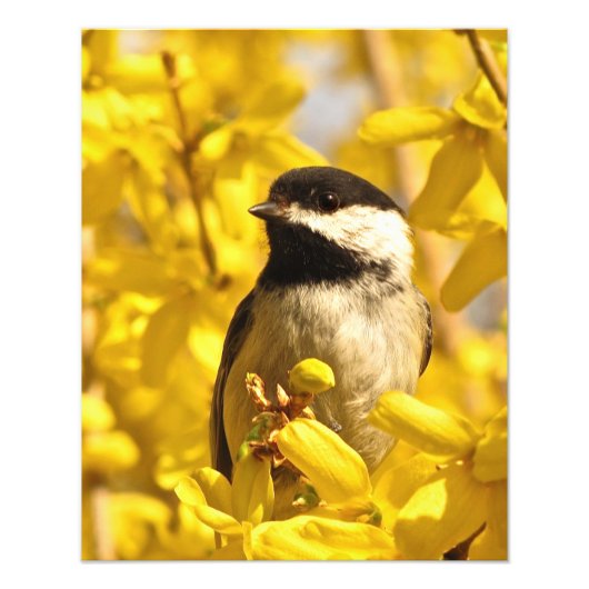 Chickadee Bird in Forsythia Flowers Foto print Afdruk (Voorkant)