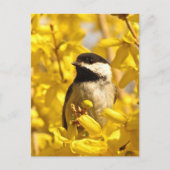 Chickadee Bird in Yellow Flowers Briefkaart (Voorkant)