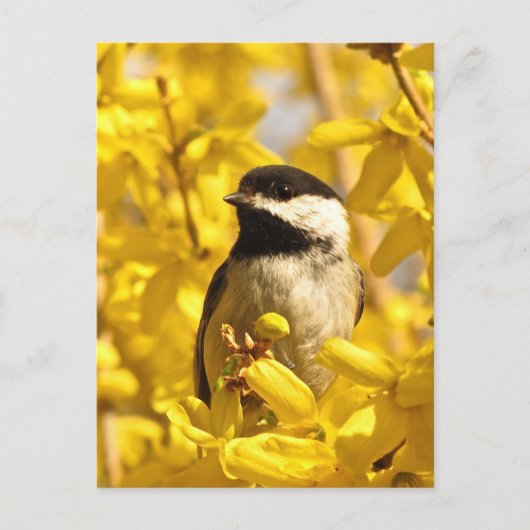 Chickadee Bird in Yellow Flowers Briefkaart (Voorkant)
