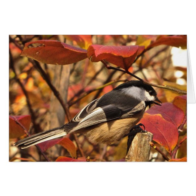 Chickadee Bird met Roze Red Autumn Leaves (Voorkant Horizontaal)