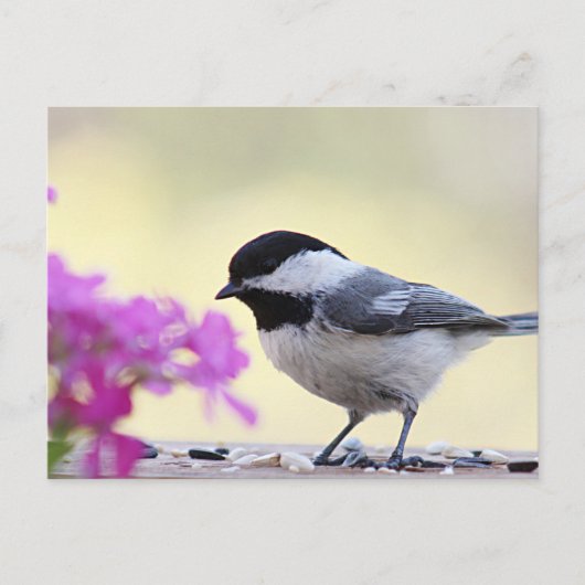 Chickadee Briefkaart (Voorkant)