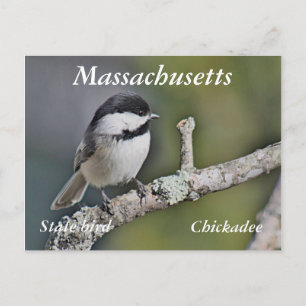 Chickadee Briefkaart