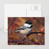 Chickadee Briefkaart (Voorkant / Achterkant)
