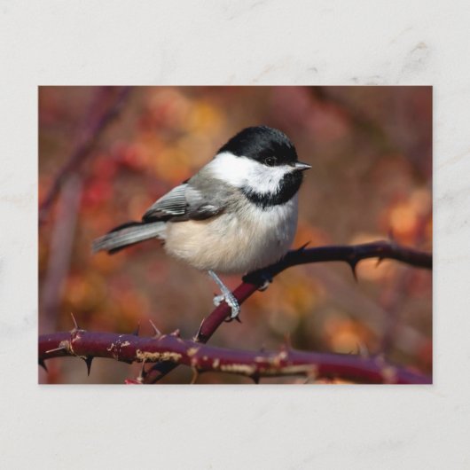 Chickadee Briefkaart (Voorkant)