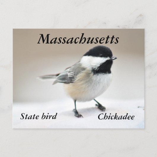 Chickadee Briefkaart (Voorkant)